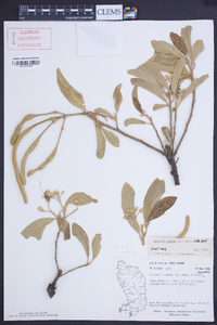 Capparis indica image