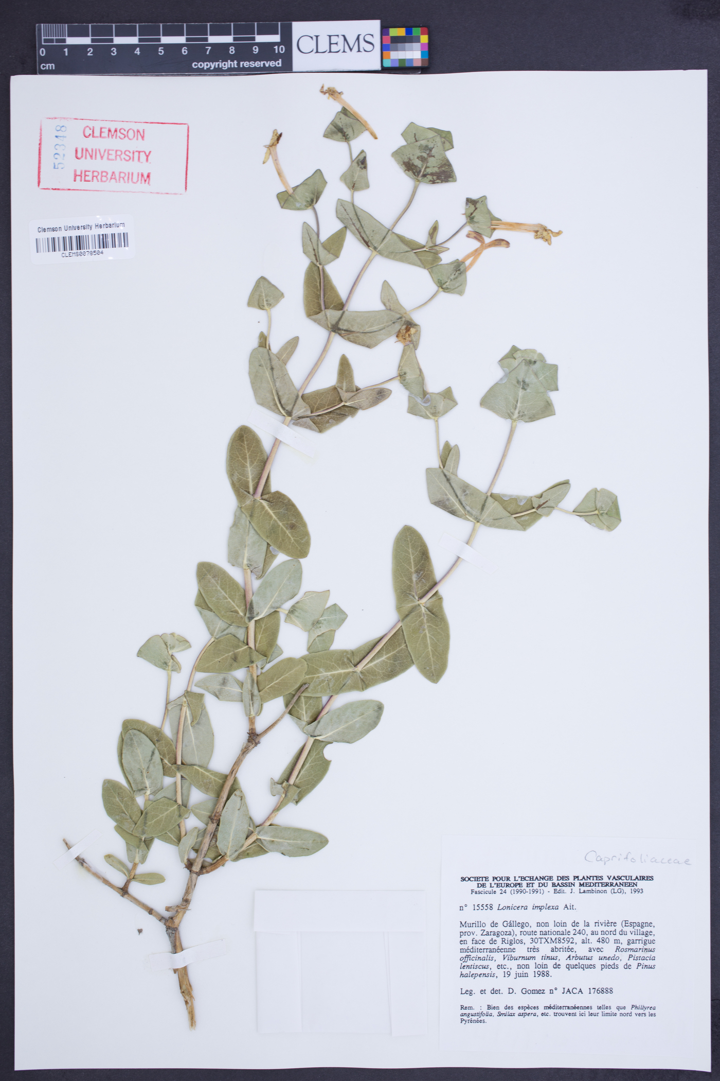 Lonicera implexa image