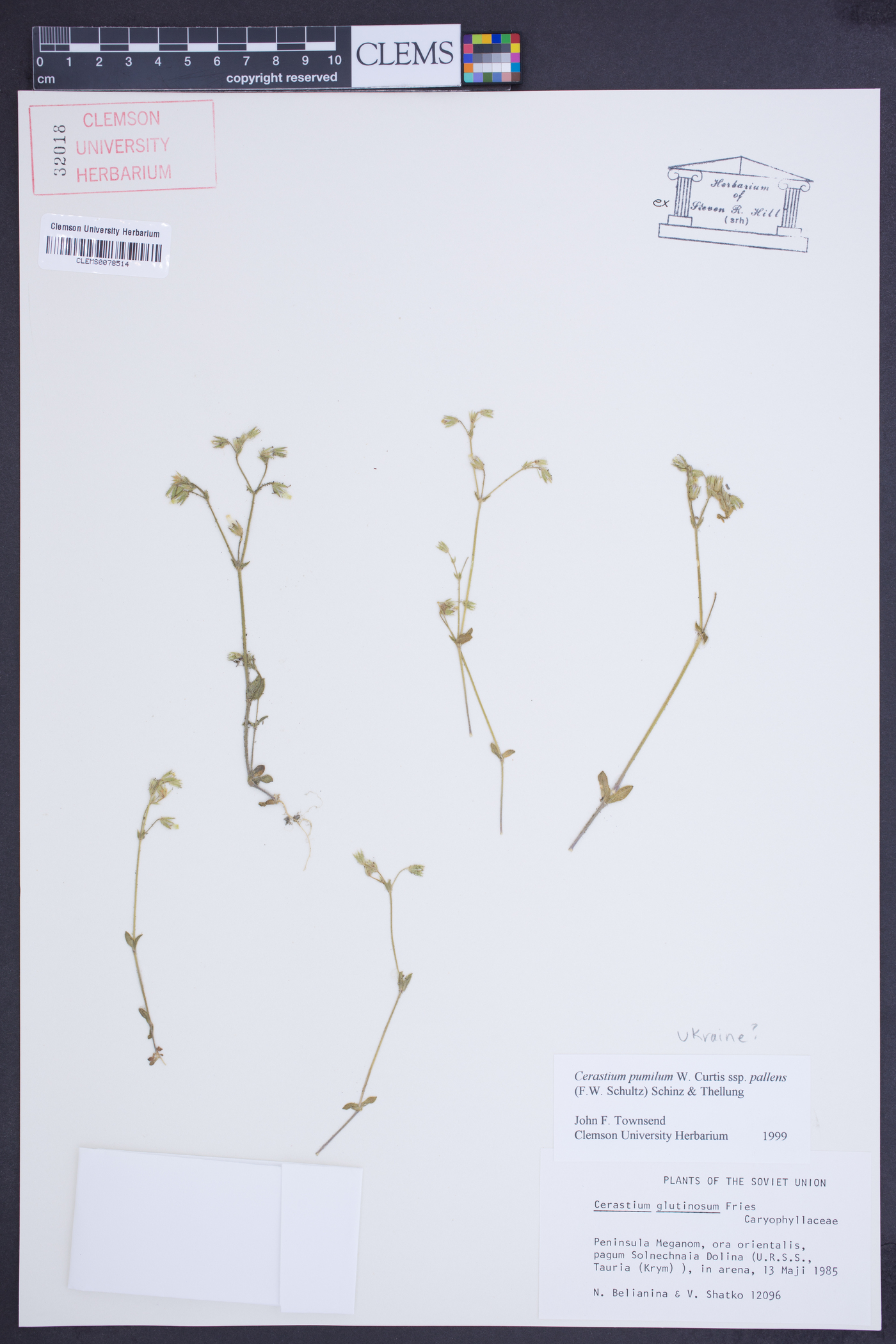 Cerastium pumilum subsp. pallens image