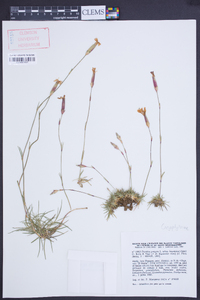 Dianthus pungens subsp. hispanicus image