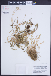 Herniaria ciliolata image