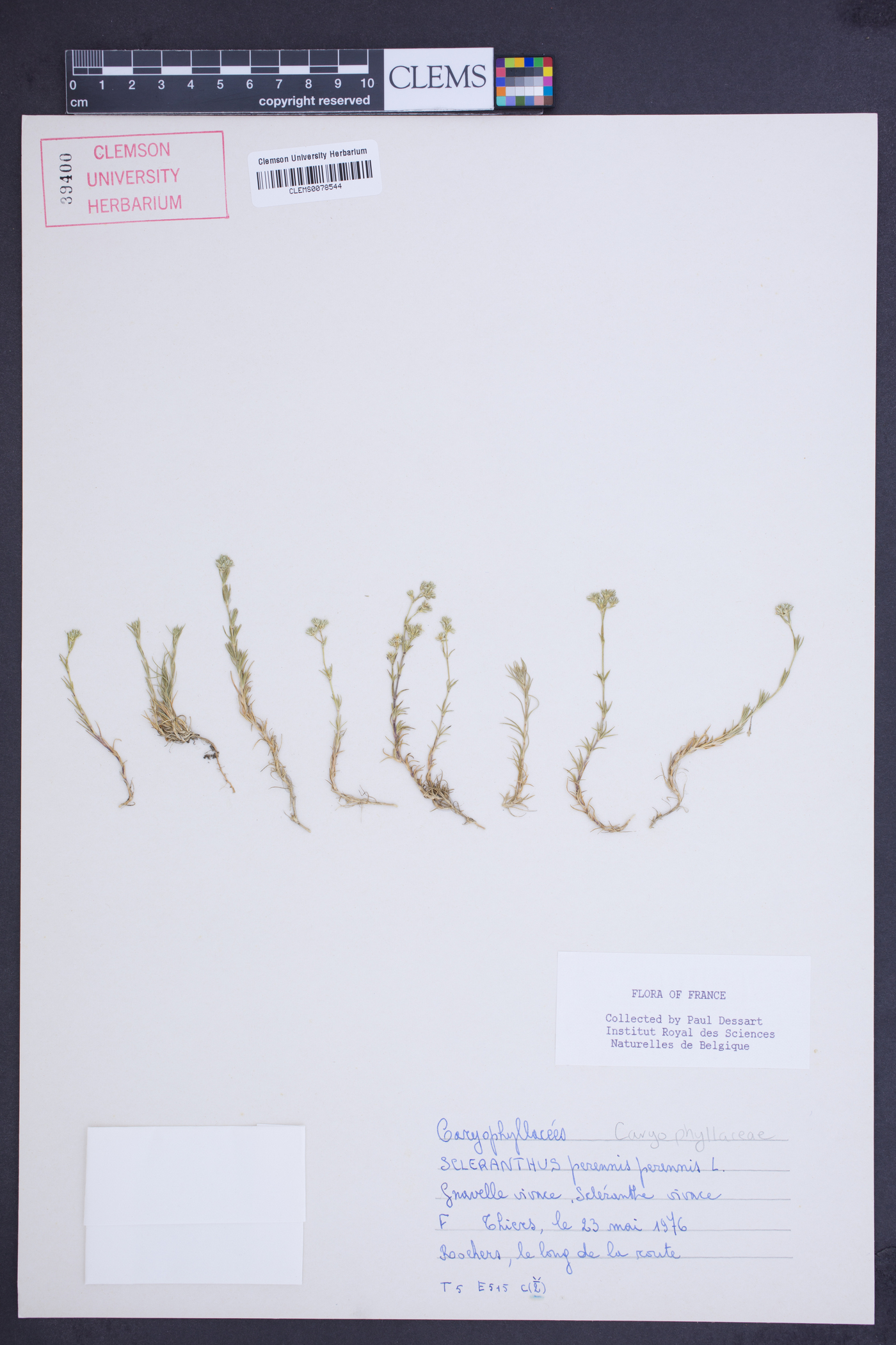 Scleranthus perennis subsp. perennis image