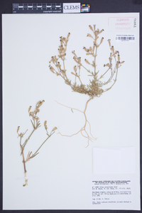 Image of Silene arenarioides