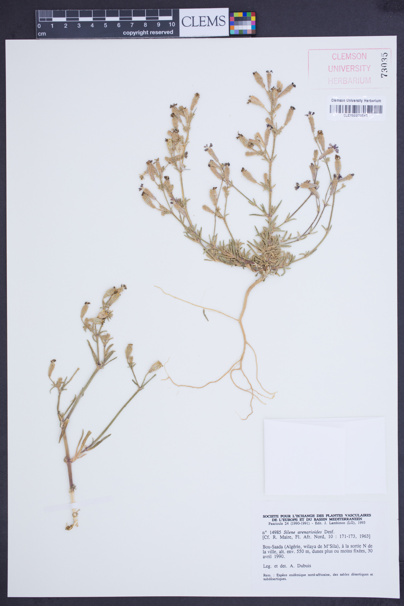 Silene arenarioides image