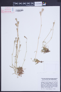 Silene ciliata image