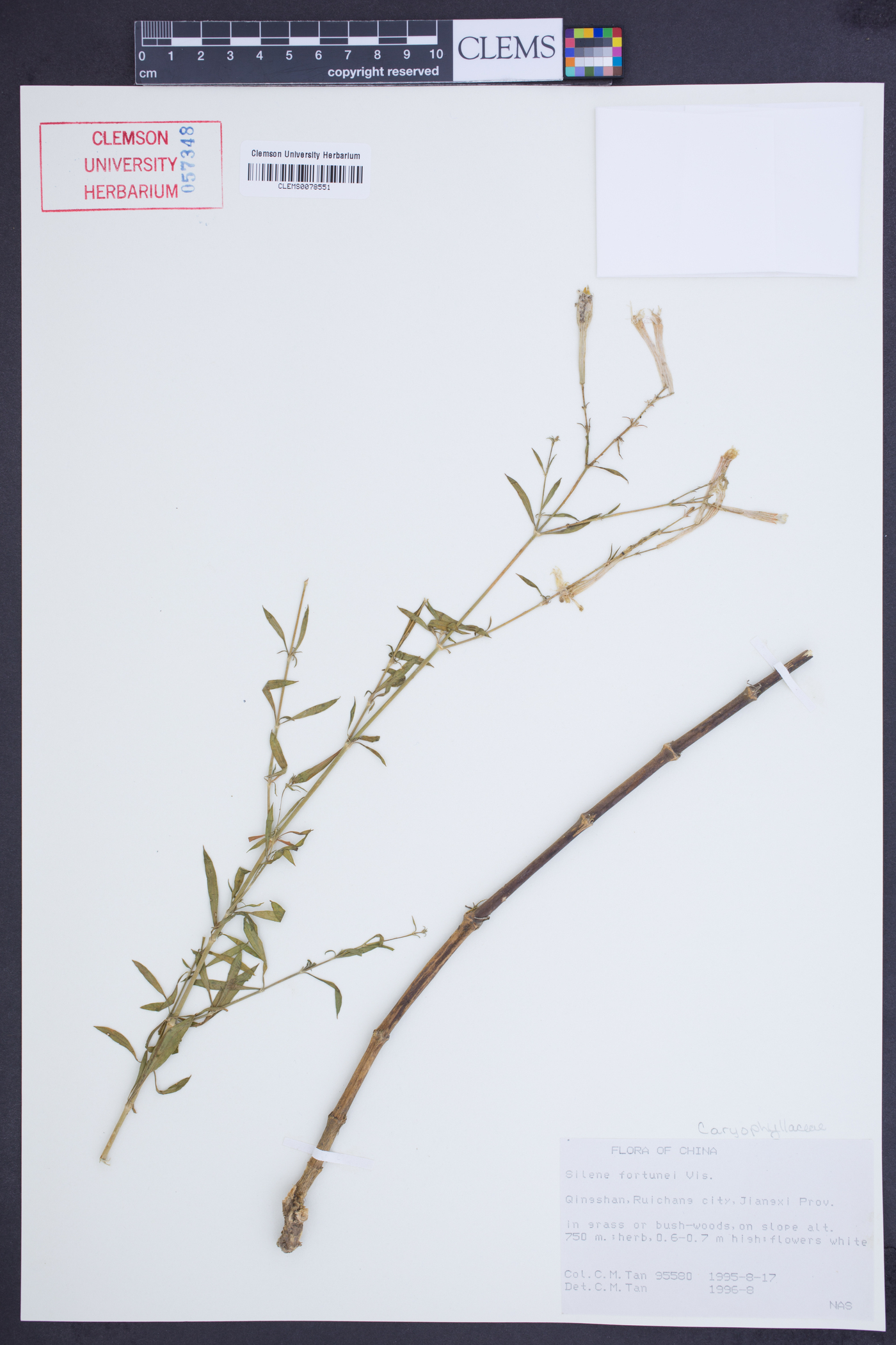 Silene fortunei image