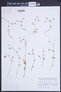 Silene insularis image