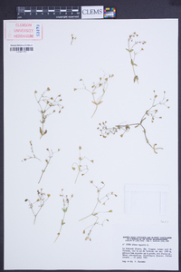 Silene rupestris image