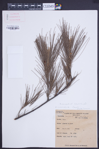 Casuarina equisetifolia image