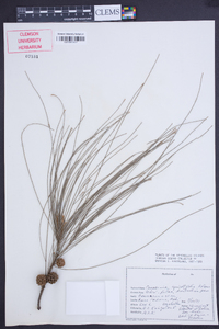 Casuarina equisetifolia image