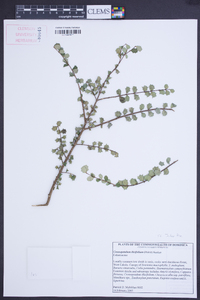 Crossopetalum ilicifolium image