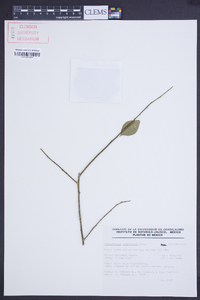 Schaefferia frutescens image