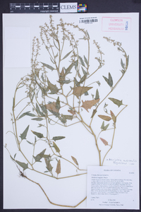 Atriplex nudicaulis image