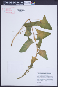 Chenopodium bonus-henricus image