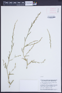 Corispermum leptopterum image
