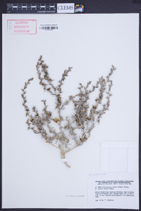 Media resource of Climacoptera lanata