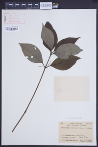 Chloranthus serratus image