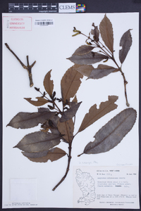 Hedyosmum arborescens image