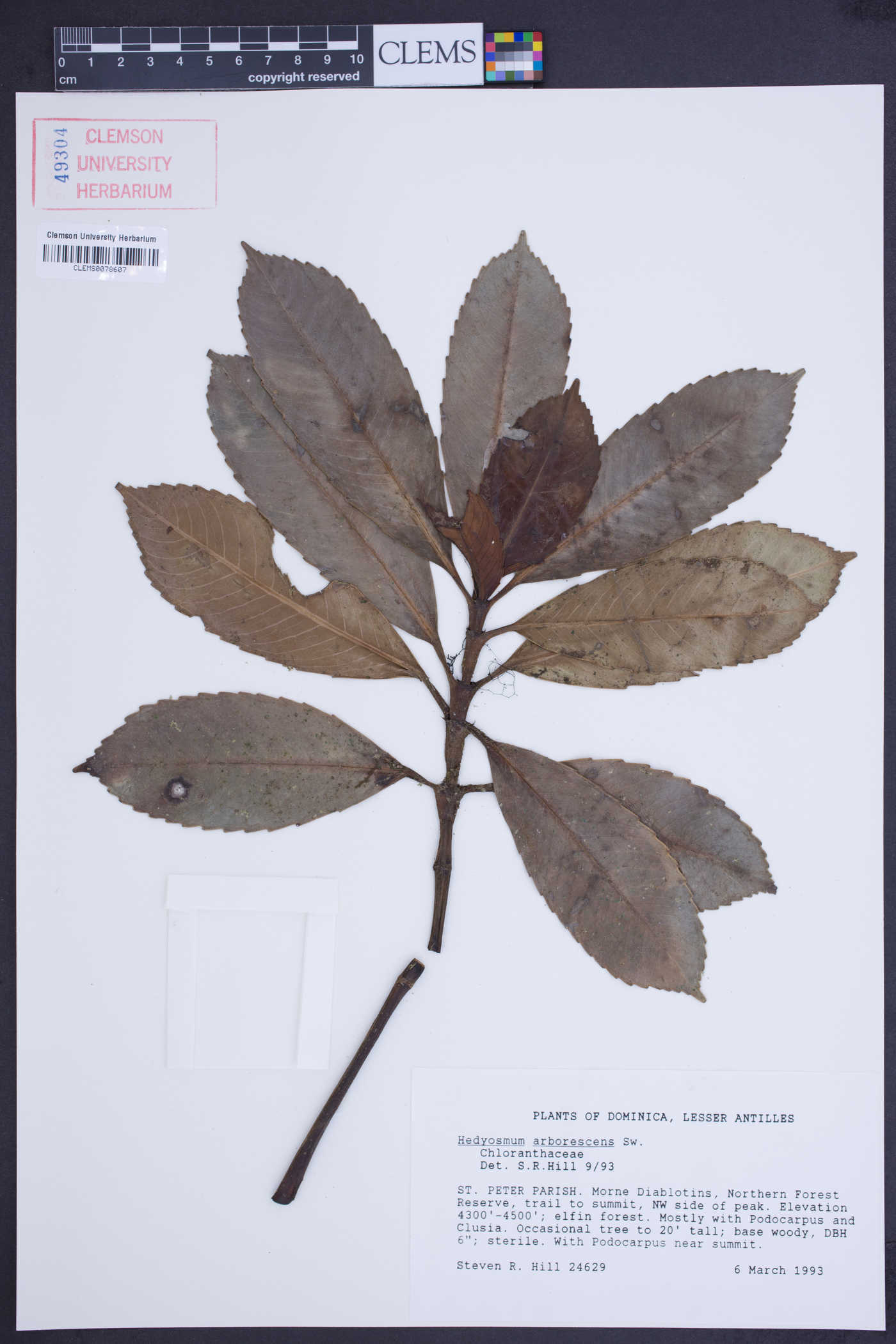 Hedyosmum arborescens image
