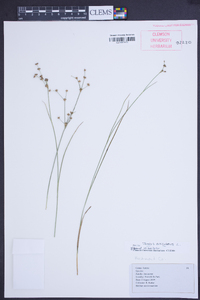 Juncus articulatus image