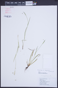 Sisyrinchium rosulatum image