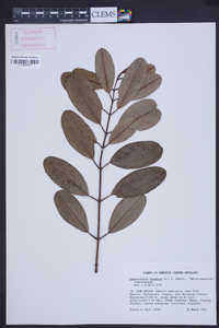 Laguncularia racemosa image