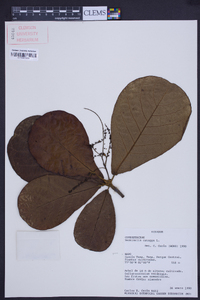 Terminalia catappa image