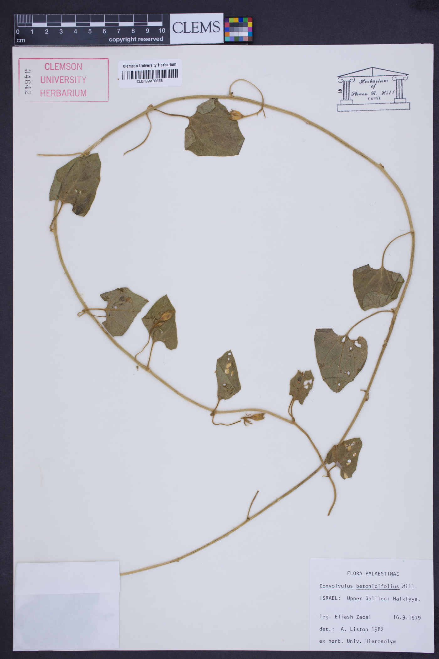 Convolvulus betonicifolius image