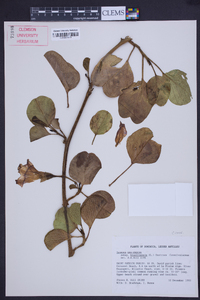 Ipomoea pes-caprae image