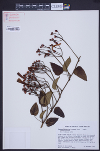 Ipomoea repanda image