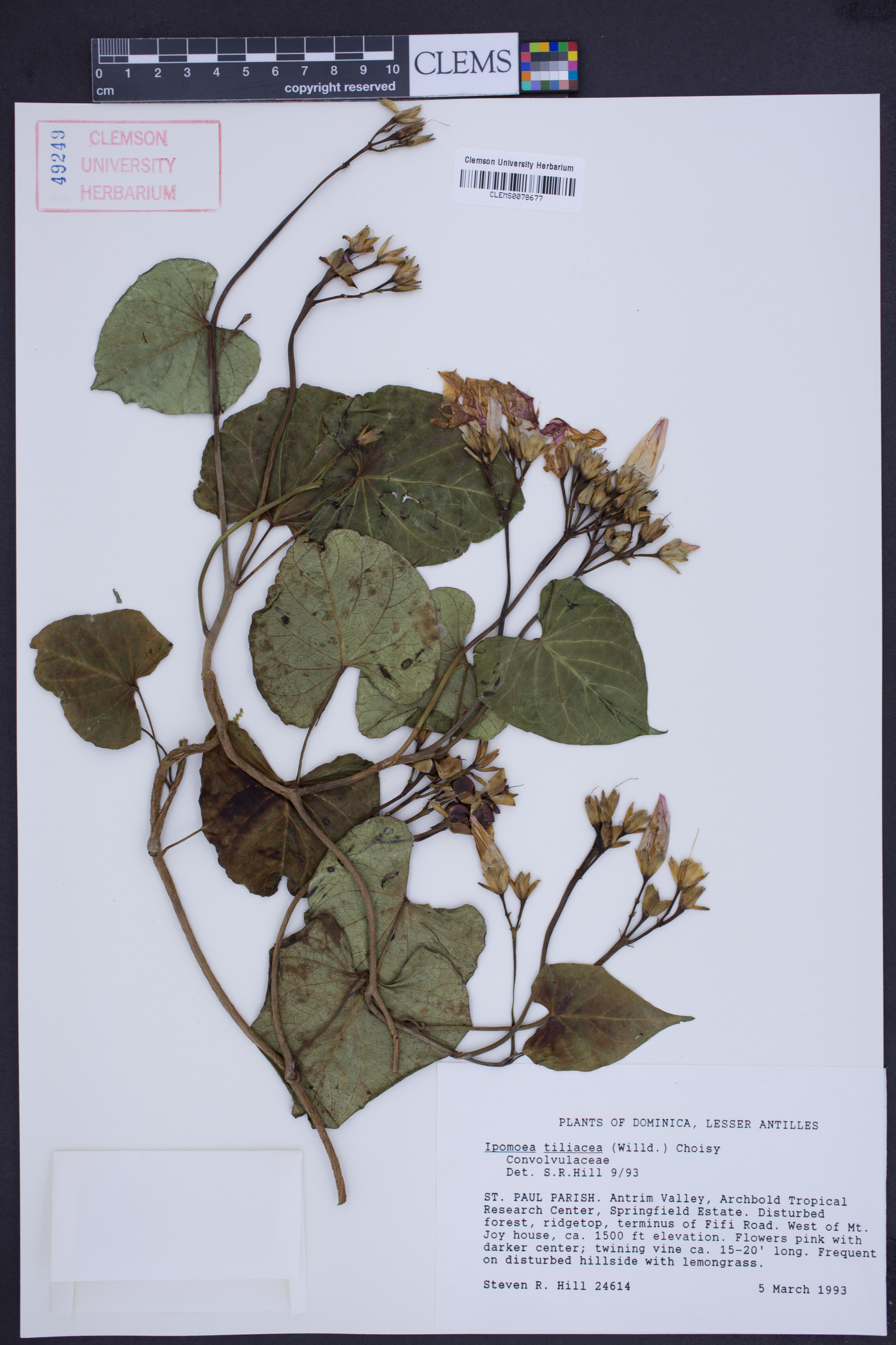 Ipomoea tiliacea image