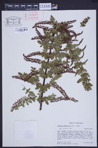 Coriaria thymifolia image