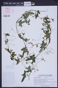 Bryonia dioica image