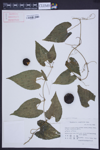 Image of Thladiantha longifolia