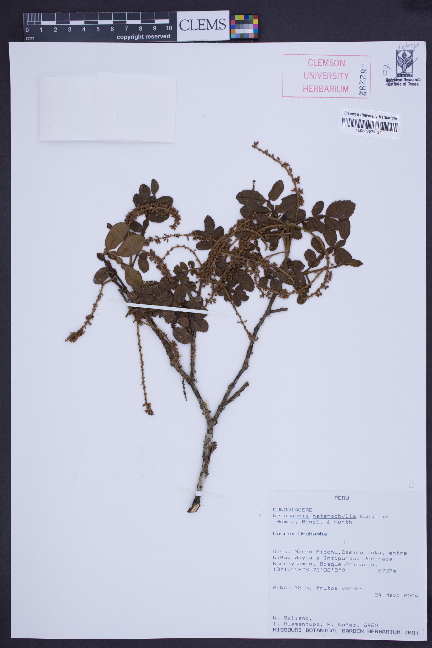 Weinmannia heterophylla image