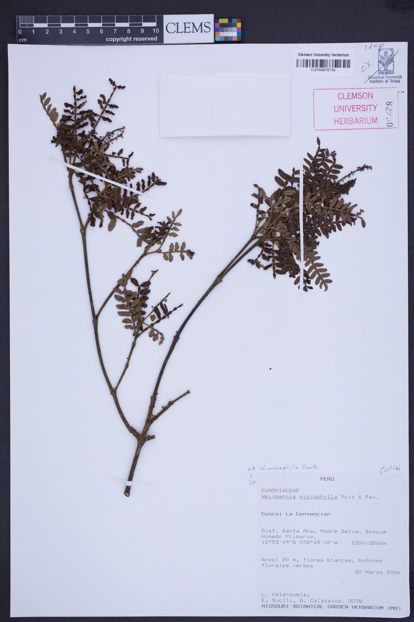 Weinmannia microphylla image