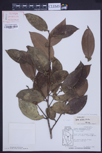 Tapura latifolia image