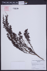 Image of Hibbertia linearis
