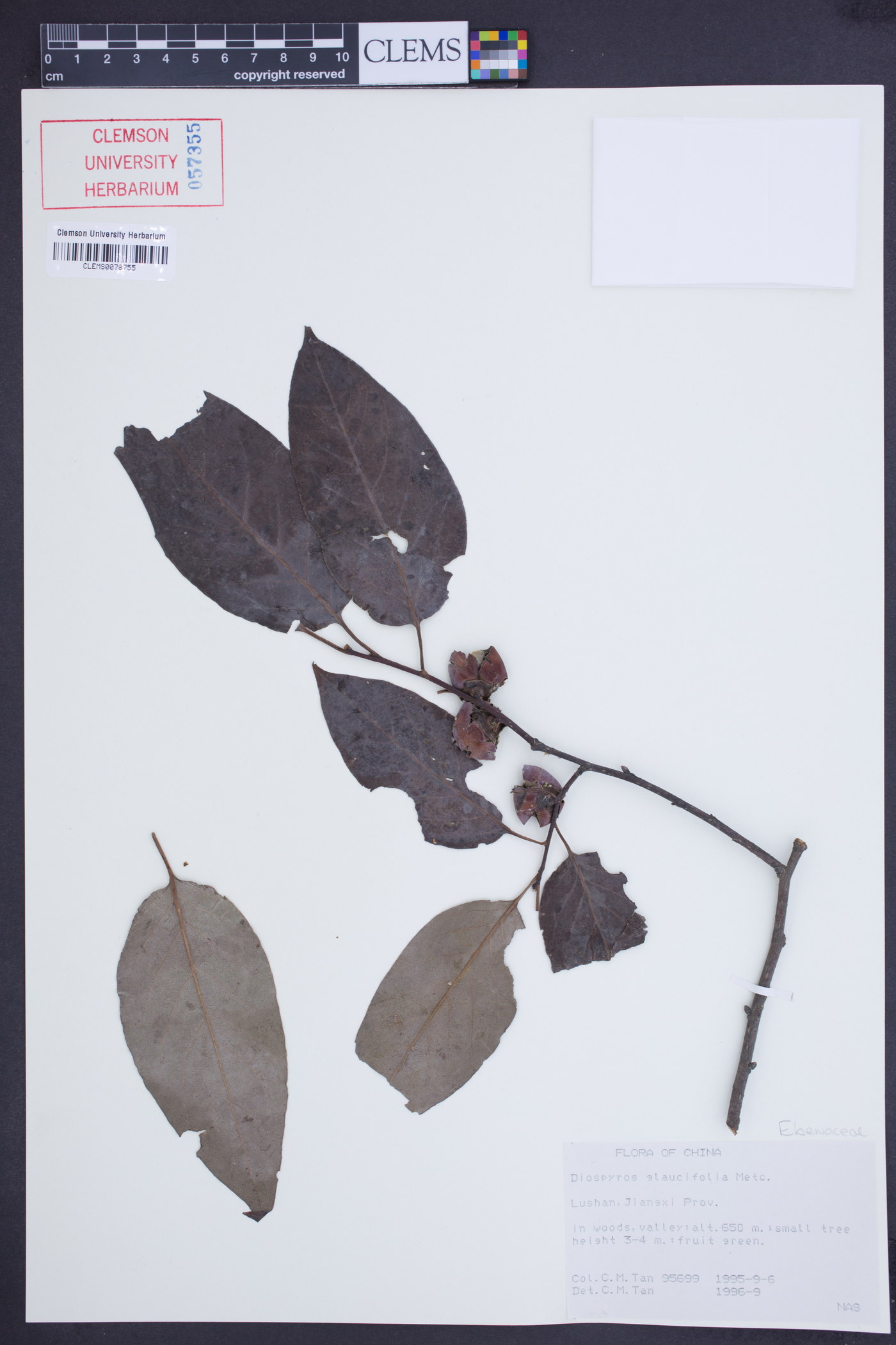 Diospyros glaucifolia image