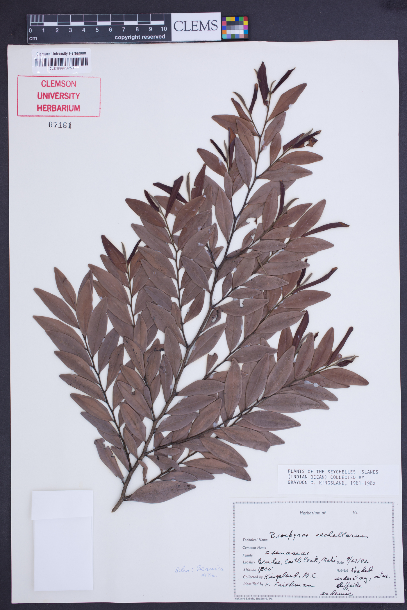 Diospyros seychellarum image