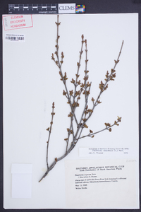 Shepherdia canadensis image