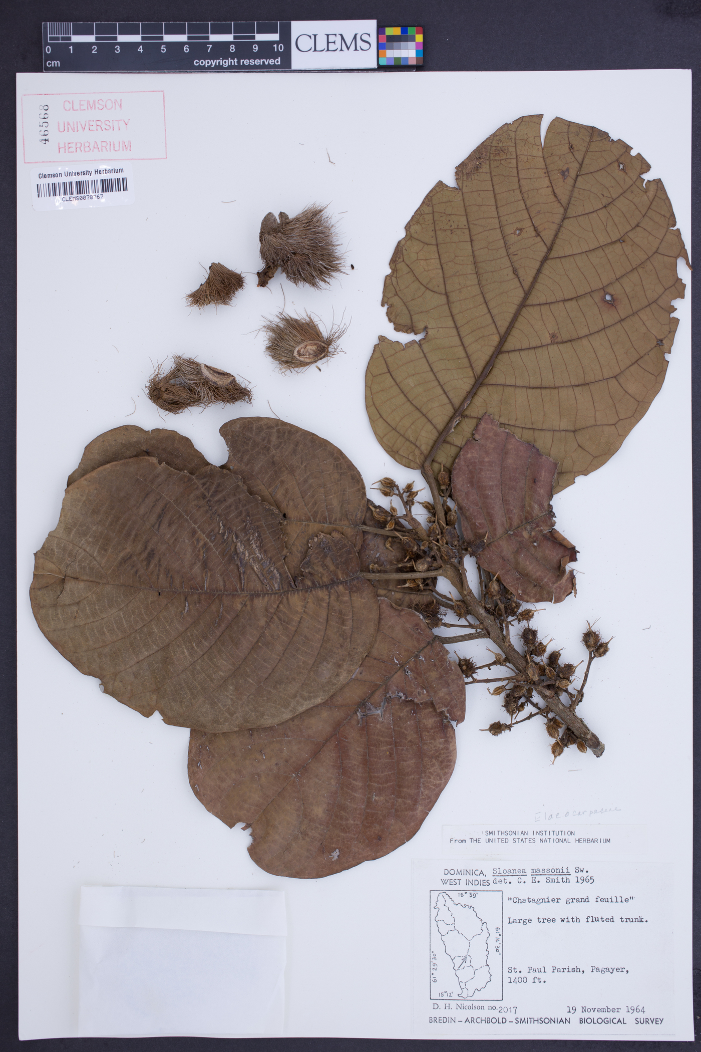 Sloanea macrophylla image