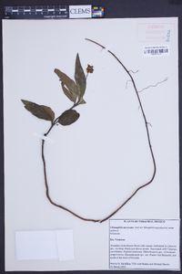 Chimaphila umbellata image