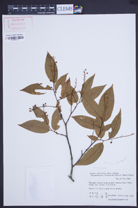 Lyonia ovalifolia image