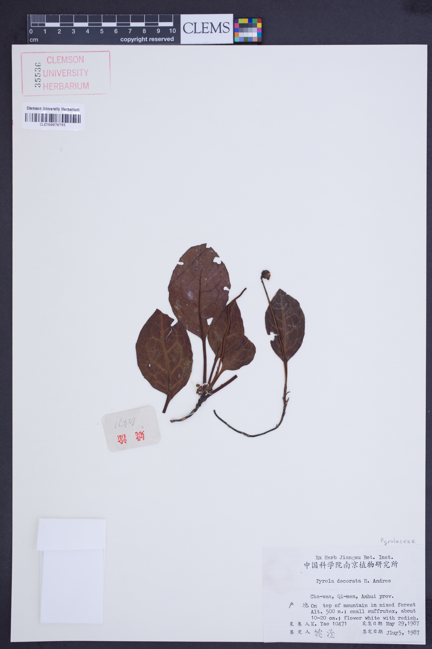 Pyrola decorata image