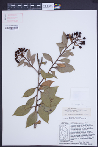 Symphysia racemosa image