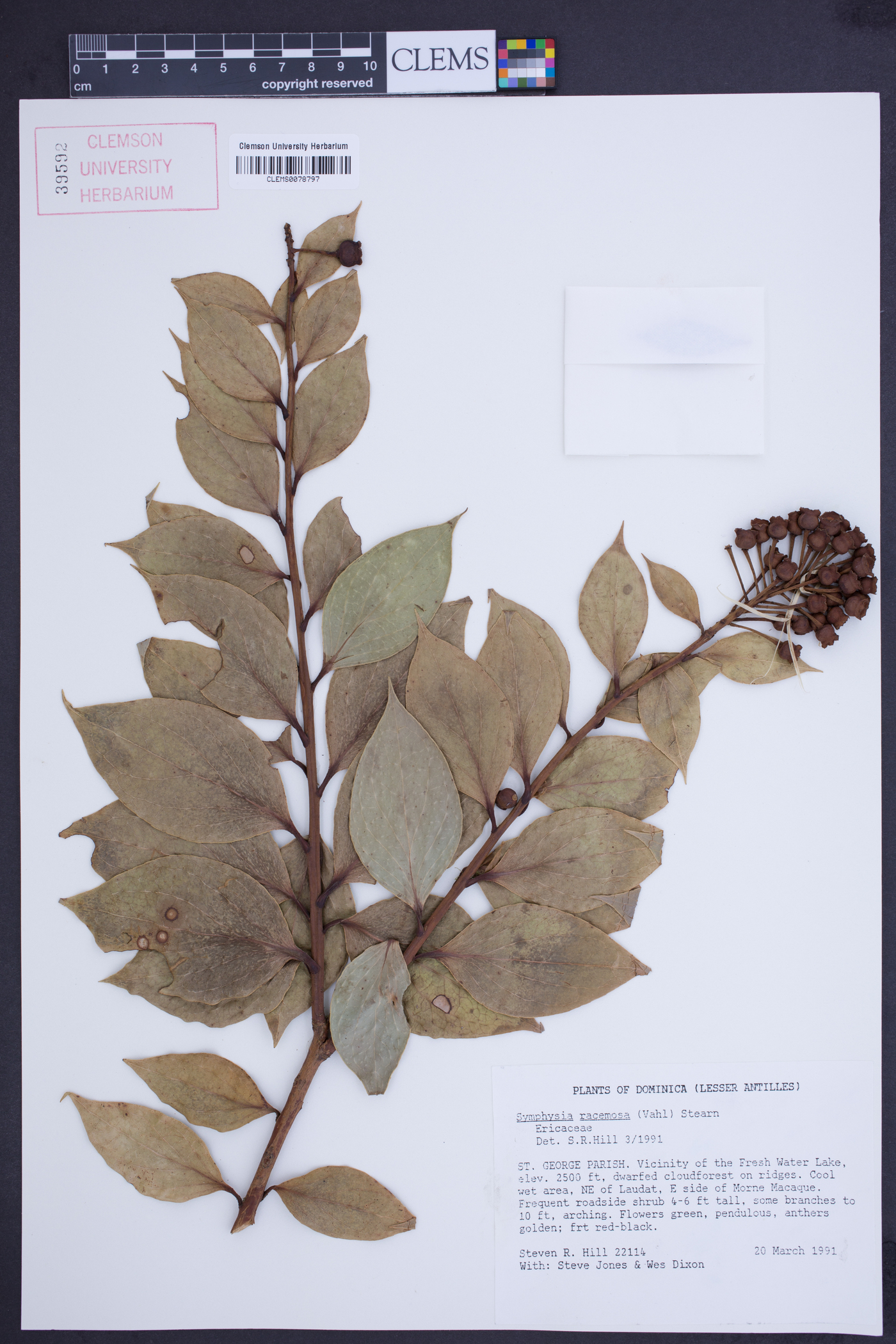 Symphysia racemosa image