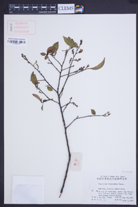 Vaccinium bracteatum image