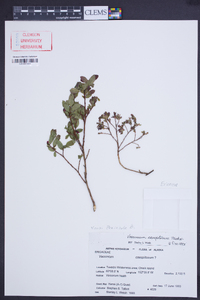 Vaccinium caespitosum image