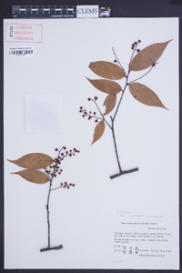 Vaccinium mandarinorum image